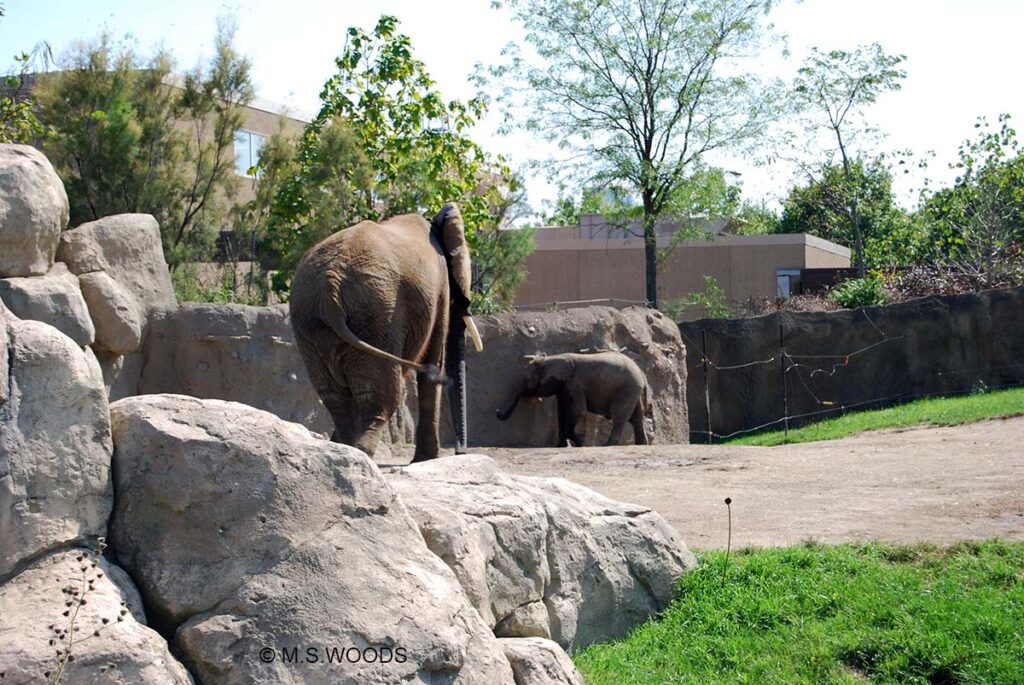 Elephants in the Indianapolis Zoo in downtown Indianapolis, Indiana