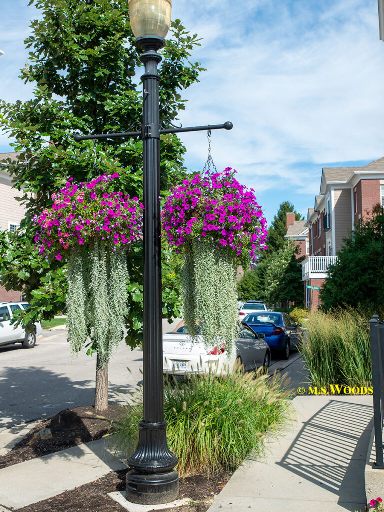 Carmel, Indiana streets lined with hanging flower baskets.