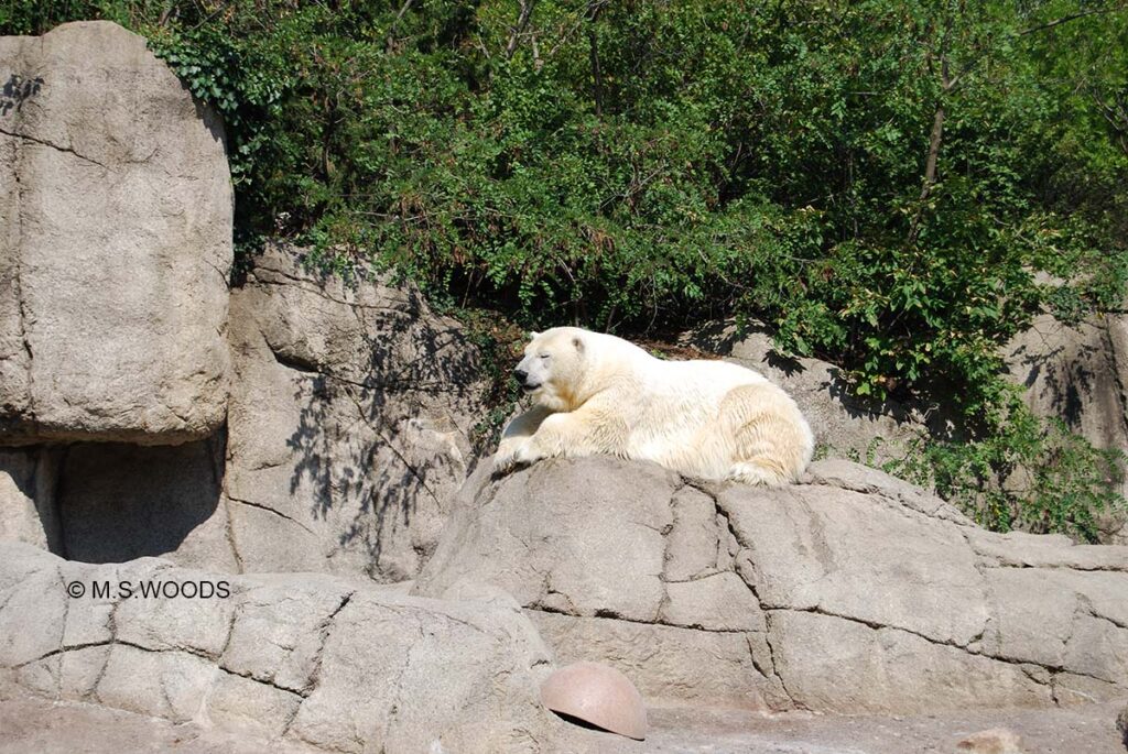 olar Bear resting on rocks at the Indianapolis Zoo in downtown Indianapolis, Indiana
