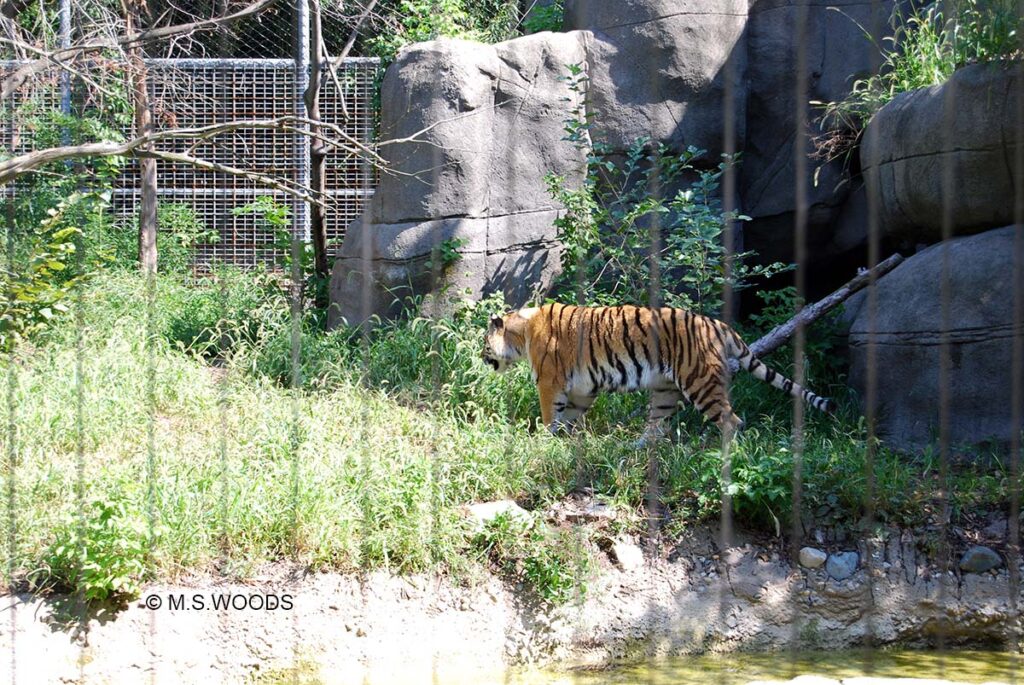 Tiger at the Indianapolis Zoo at White River State Park in Indianapolis, Indiana