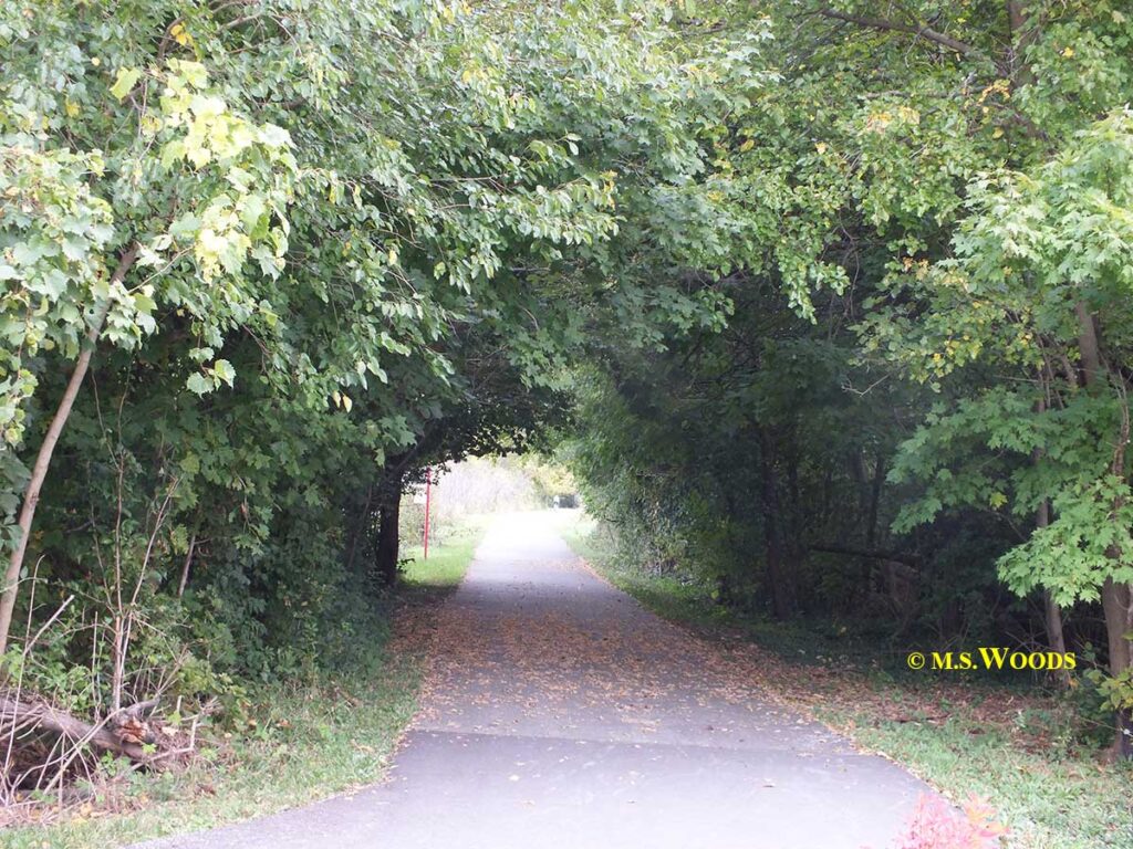 Tunnel through the trees at the Rail Trail Park in Zionsville, Indiana