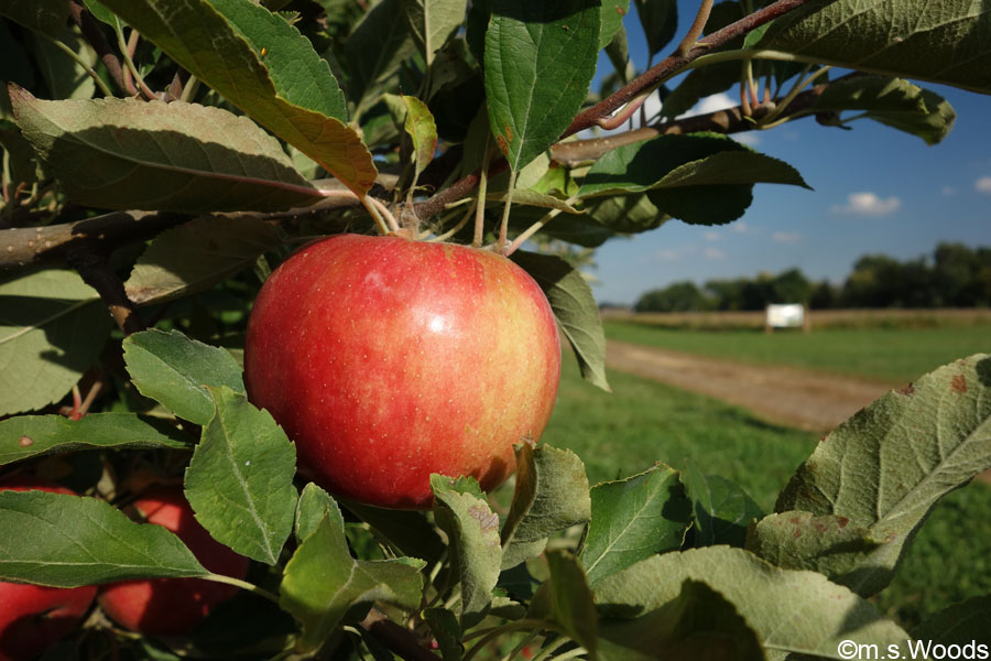 Apple hanging on a tree in Beasley's Orchard in Danville, Indiana