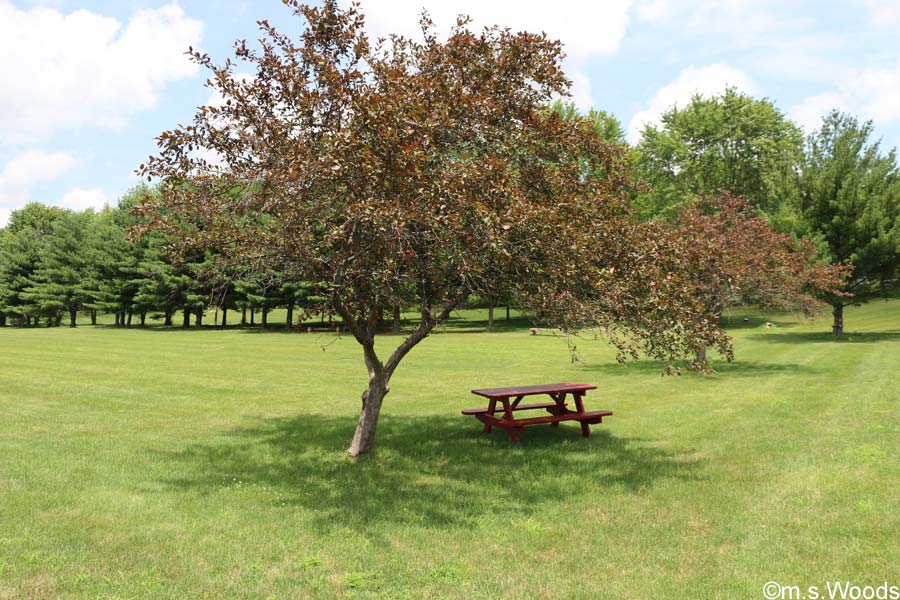 A single picnic table under a tree at the Brandywine Park in Greenfield, Indiana