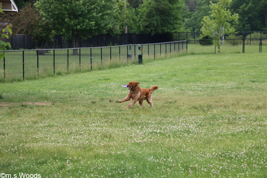 Dog in Paw Park in Avon, Indiana