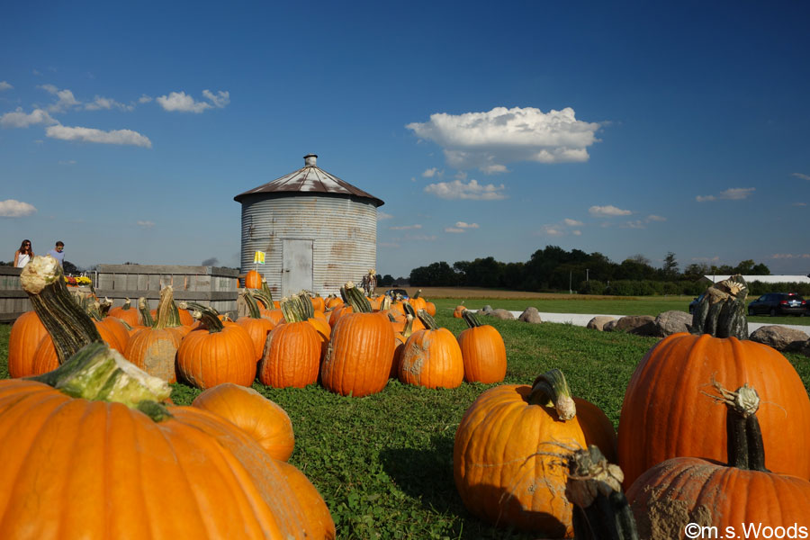 Pumpkins at Beasleys Orchard in Danville, Indiana