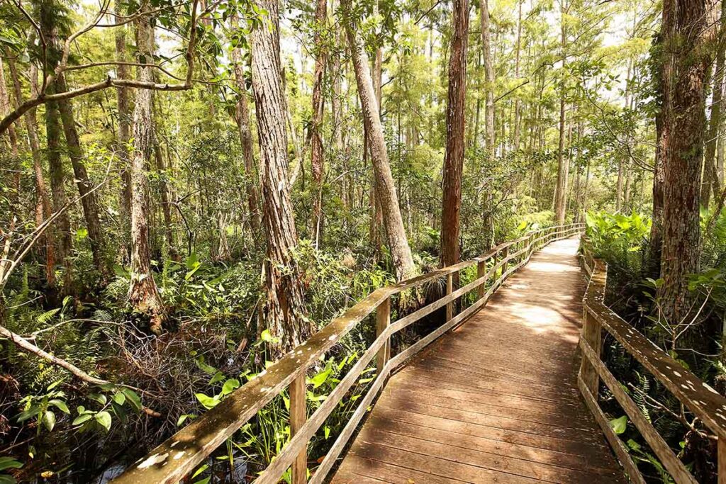 Corkscrew Swamp Sanctuary Estero Florida